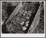 Section of a potato digger in operation (rear) on a farm near Caribou, Maine.