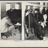 Member of the United Cooperative Society of Fitchburg at his daily work. Massachusetts.
