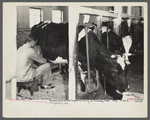 Member of the United Cooperative Society of Fitchburg at his daily work. Massachusetts.