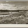 Ruined tobacco land along the Connecticut River, near Hatfield, Massachusetts.