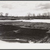 Ruined tobacco land along the Connecticut River, near Hatfield, Massachusetts.