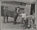 Rehabilitation farmer with horse secured through Resettlement loan, Waldo County, Maine.