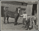 Rehabilitation farmer with horse secured through Resettlement loan, Waldo County, Maine.