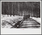 Resettlement Administration and Forest Service trucks in hardwoods, Bear Notch Road, New Hampshire.