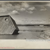 Tobacco fields devastated by the Connecticut River near Northampton, Massachusetts.