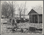 Destruction caused by disease-infected waters of the Connecticut River. The owner has received a grant. Near Hatfield, Massachusetts.