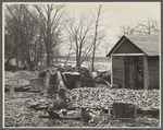Destruction caused by disease-infected waters of the Connecticut River. The owner has received a grant. Near Hatfield, Massachusetts.