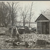 Destruction caused by disease-infected waters of the Connecticut River. The owner has received a grant. Near Hatfield, Massachusetts.