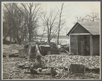 Destruction caused by disease-infected waters of the Connecticut River. The owner has received a grant. Near Hatfield, Massachusetts.