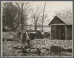 Destruction caused by disease-infected waters of the Connecticut River. The owner has received a grant. Near Hatfield, Massachusetts.