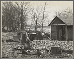 Destruction caused by disease-infected waters of the Connecticut River. The owner has received a grant. Near Hatfield, Massachusetts.