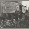 Horses on farm optioned by the Resettlement Administration. Rensselaerville, New York.