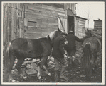 Horses on farm optioned by the Resettlement Administration. Rensselaerville, New York.