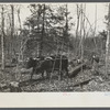 Oxen dragging logs in the game slash (?) area near Easton, Pennsylvania.