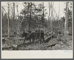 Oxen dragging logs in the game slash (?) area near Easton, Pennsylvania.
