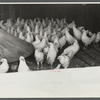 Chickens belonging to poultry cooperative society near Stevensville [i.e. Swan Lake], New York