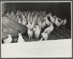 Chickens belonging to poultry cooperative society near Stevensville [i.e. Swan Lake], New York