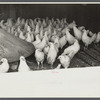 Chickens belonging to poultry cooperative society near Stevensville [i.e. Swan Lake], New York