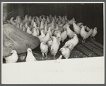 Chickens belonging to poultry cooperative society near Stevensville [i.e. Swan Lake], New York