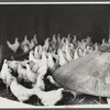 Chickens belonging to one of the members of the Jewish poultry cooperative at Liberty, New York.