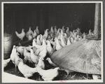 Chickens belonging to one of the members of the Jewish poultry cooperative at Liberty, New York.