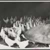Chickens belonging to one of the members of the Jewish poultry cooperative at Liberty, New York.