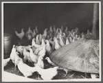 Chickens belonging to one of the members of the Jewish poultry cooperative at Liberty, New York.