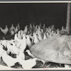 Chickens belonging to one of the members of the Jewish poultry cooperative at Liberty, New York.