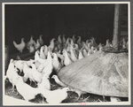 Chickens belonging to one of the members of the Jewish poultry cooperative at Liberty, New York.