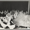 Chickens belonging to one of the members of the Jewish poultry cooperative at Liberty, New York.