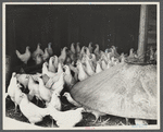 Chickens belonging to one of the members of the Jewish poultry cooperative at Liberty, New York.