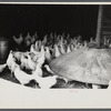 Chickens belonging to one of the members of the Jewish poultry cooperative at Liberty, New York.