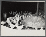 Chickens belonging to one of the members of the Jewish poultry cooperative at Liberty, New York.