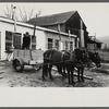 Cart removing chicken manure at the farm of one of the members of the Jewish poultry cooperative, Liberty, New York.