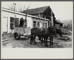 Cart removing chicken manure at the farm of one of the members of the Jewish poultry cooperative, Liberty, New York.