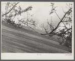 Sand destroying once fertile land. Maine.