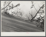 Sand destroying once fertile land. Maine.