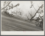 Sand destroying once fertile land. Maine.