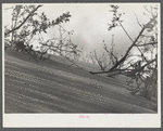 Sand destroying once fertile land. Maine.