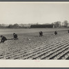 Onion planters near Hatfield, Massachusetts.