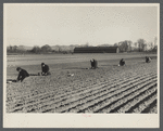 Onion planters near Hatfield, Massachusetts.