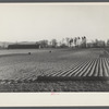 Onion fields near Hatfield, Massachusetts.