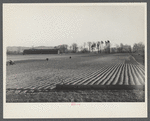 Onion fields near Hatfield, Massachusetts.