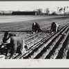 Onion planters near Hatfield, Massachusetts.