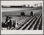 Onion planters near Hatfield, Massachusetts.