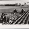 Onion planters near Hatfield, Massachusetts.