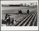 Onion planters near Hatfield, Massachusetts.