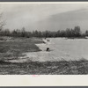 Wind erosion control. Branches placed on sand in direction of prevailing winds. Michigan.