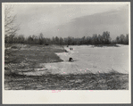 Wind erosion control. Branches placed on sand in direction of prevailing winds. Michigan.