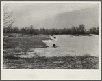 Wind erosion control. Branches placed on sand in direction of prevailing winds. Michigan.